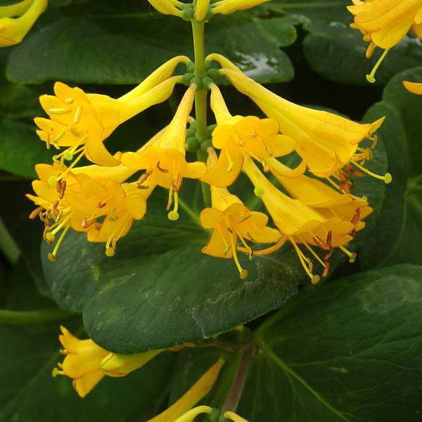 Golden Trumpet