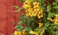 Golden Trumpet