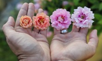 Amirose