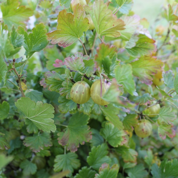 Ribes uva-crispa (Аґрус звичайний)