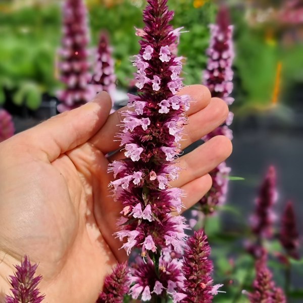 Beelicious Pink