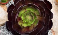 Vortex