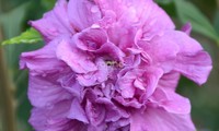 French Cabaret® Purple