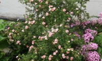 Lovely Pink®