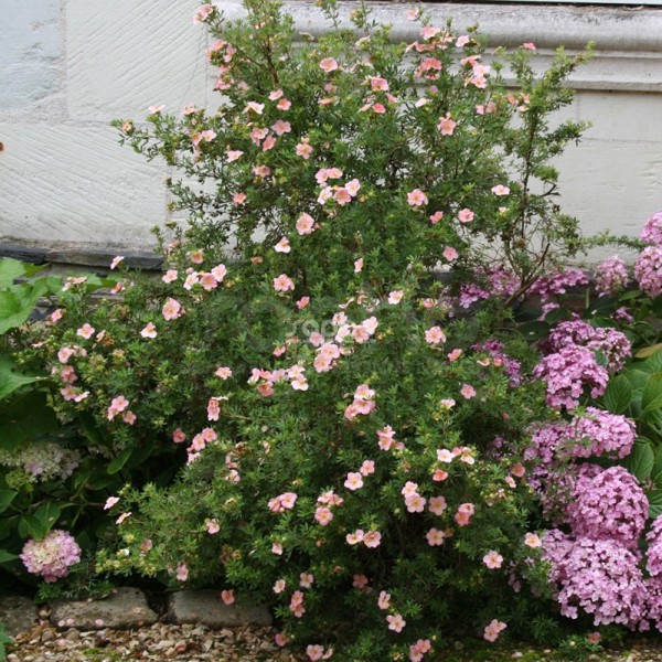 Lovely Pink®