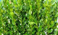 Green Horizon