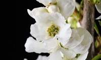 Magical® Springtime