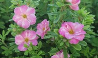 Double Punch® Pink