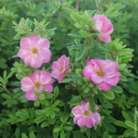 Double Punch® Pink