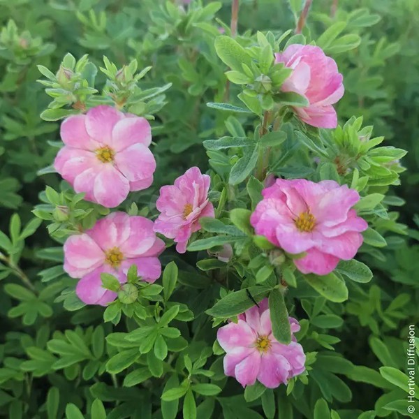Double Punch® Pink