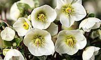 HGC® Ice N' Roses® White Ivory