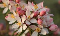 Apple Blossom