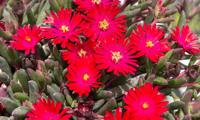 Desert Dancers Red