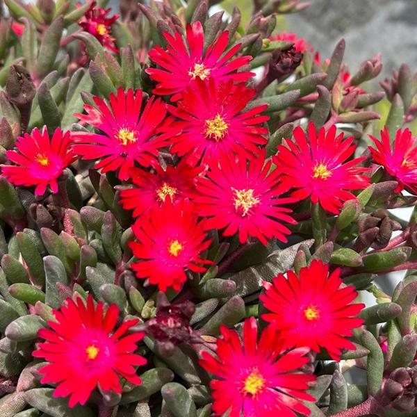 Desert Dancers Red