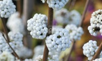 Magical® Snowstar