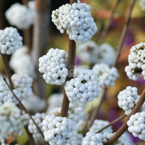 Magical® Snowstar