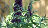 Reve De Papillon Violet