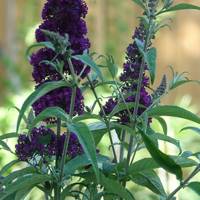 Reve De Papillon Violet