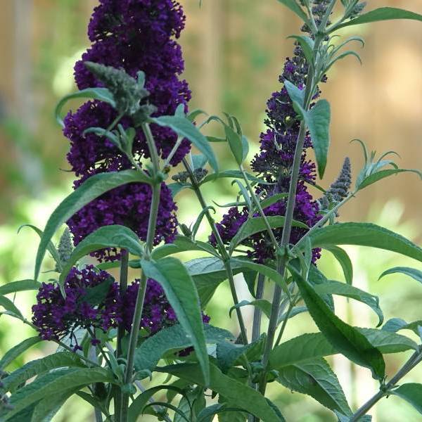 Reve De Papillon Violet