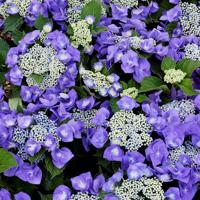 Blaumeise