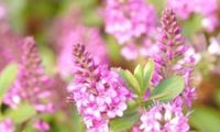 Garden Beauty Pink