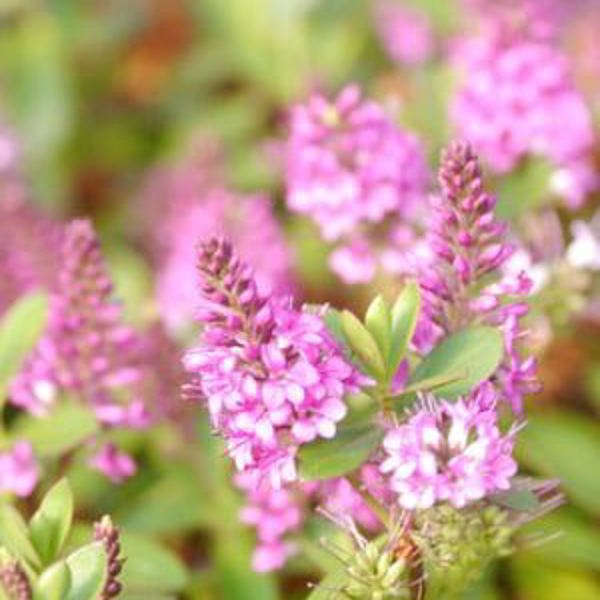 Garden Beauty Pink
