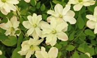 Starlet® White Perfume