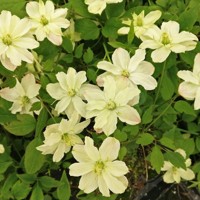 Starlet® White Perfume