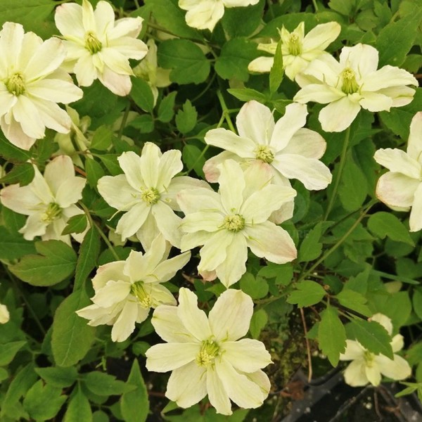 Starlet® White Perfume