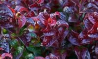 Twisting Red