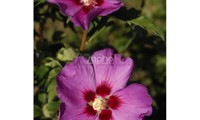 Russian Violet® II
