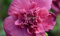 French Cabaret® Red
