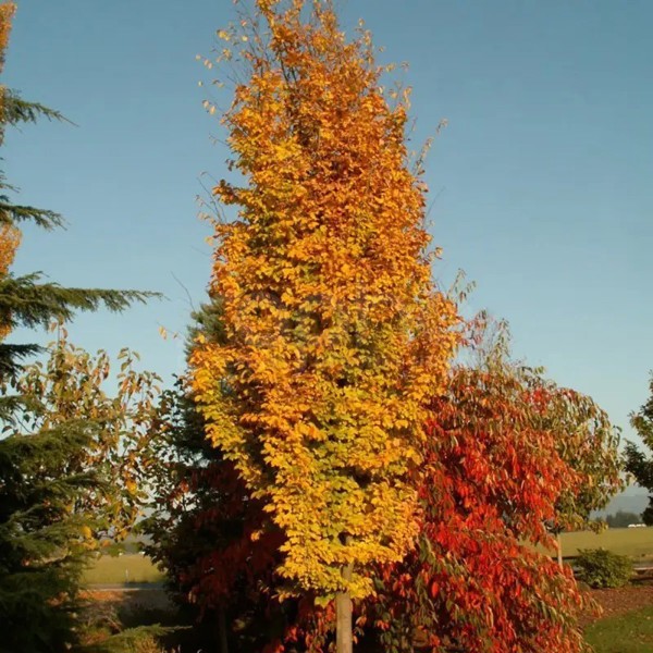 Parrotia persica (Паротія перська)