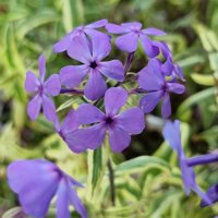 Blue Ribbons