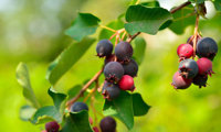 Greatberry Aroma
