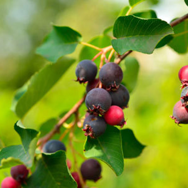 Greatberry Aroma