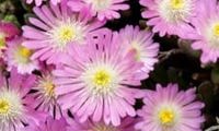 Jewel of Desert Rosequartz