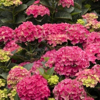 Seaside Serenade® Martha's Vineyard
