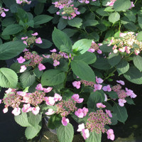 Magic Pillow