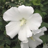 Eléonore