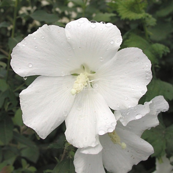 Eléonore