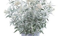Silver Anniversary