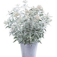 Silver Anniversary