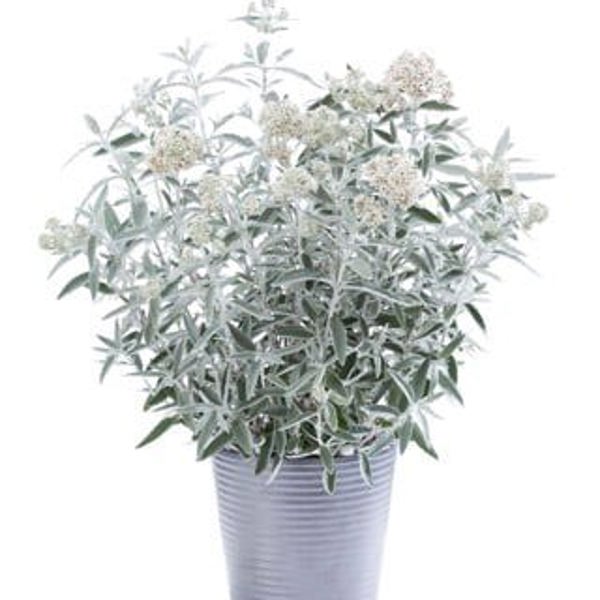 Silver Anniversary