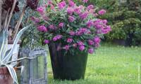 Tiny Buddy Hot Pink