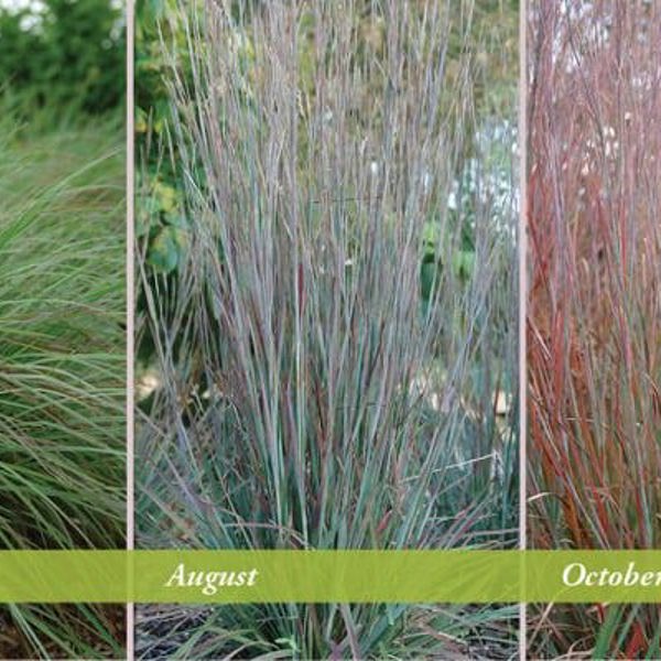 Schizachyrium × (Схізахіріум гібридний)