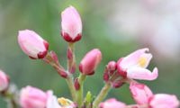 Apple Blossom