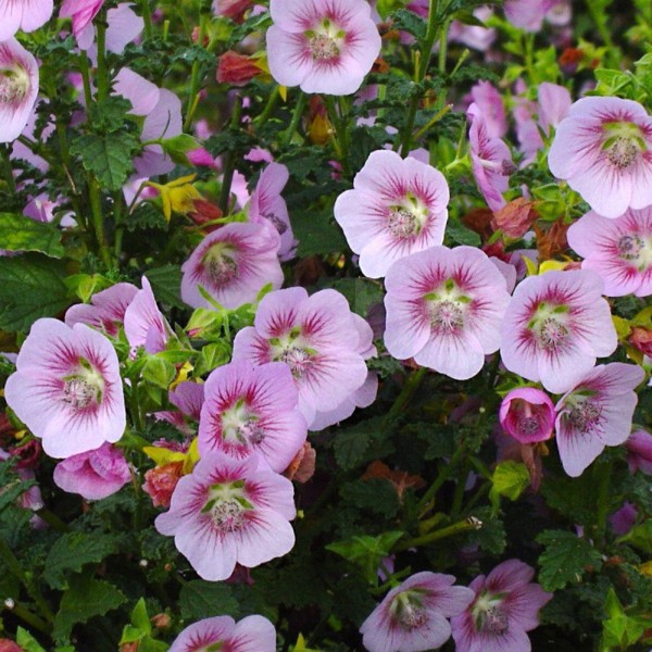 Anisodontea scabrosa (Анізодонтея шорстка)