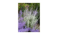 Silvery Blue