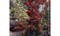 Saphyr® Rouge